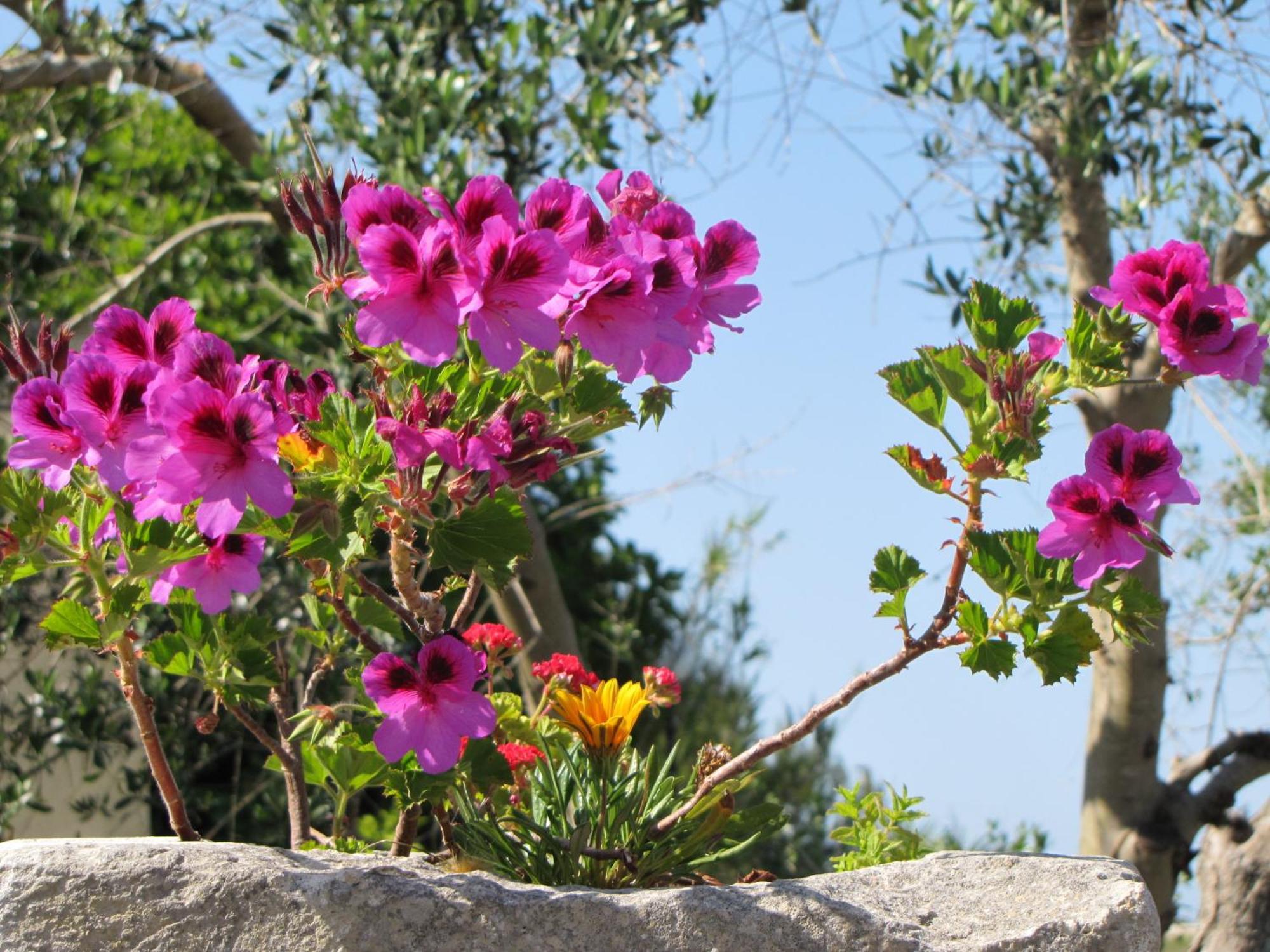 Torre Pinta Masseria Medioevale Otranto Exterior photo